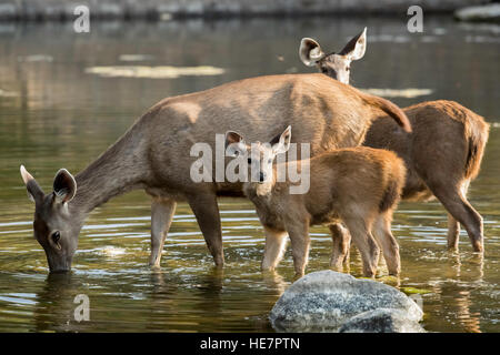 Sambar Hirsche Weibchen und Jungtier stehend im Wasser, Ranthambore Nationalpark in Rajasthan, Indien Stockfoto