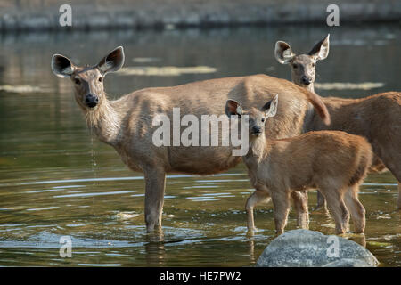 Sambar Hirsche Weibchen und Jungtier stehend im Wasser, Ranthambore Nationalpark in Rajasthan, Indien Stockfoto