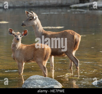 Sambar Hirsche Weibchen und Jungtier stehend im Wasser, Ranthambore Nationalpark in Rajasthan, Indien Stockfoto