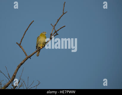 Gelb-footed grüne Taube (Treron Phoenicoptera), thront auch bekannt als gelb-beinigen grüne Taube auf alten Baum Stockfoto