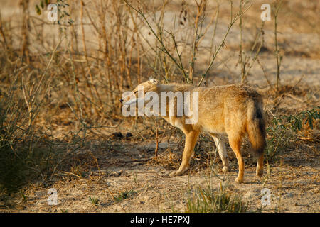 Indische Schakale, Canis Aureus Indicus. Schakale auf staubigen im bunten Morgenlicht, Keoladeo National Park Bharatpur, Rajasthan Stockfoto