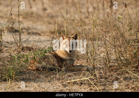 Indische Schakale, Canis Aureus Indicus. Schakale auf staubigen im bunten Morgenlicht, starrte direkt in die Kamera. Keoladeo National Stockfoto