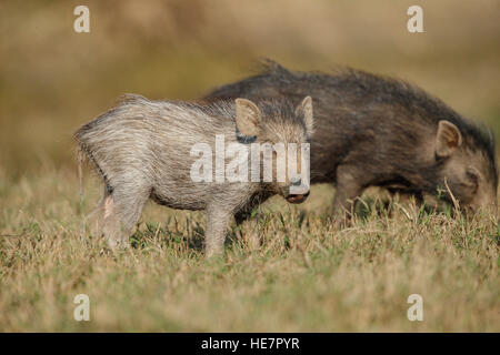 Wildschwein Baby Gras schnüffeln Seite im herbstlichen Wald Stockfoto