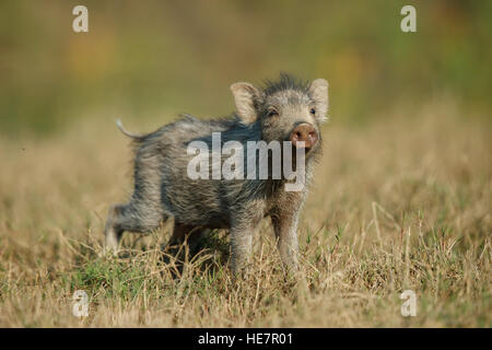 Wildschwein Baby Gras schnüffeln Seite im herbstlichen Wald Stockfoto