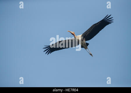 Bemalte Storch Mycteria Leucocephala fliegen Stockfoto