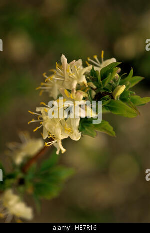Abeliophyllum Distichum - weiße Forsythie Stockfoto