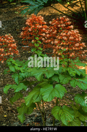 Clerodendrum Paniculatum - Pagode Blume, Blume Orange Turm, Stockfoto