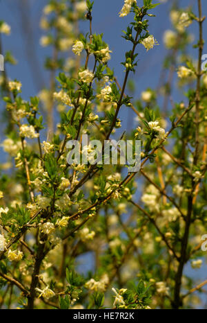 Abeliophyllum Distichum - weiße Forsythie Stockfoto