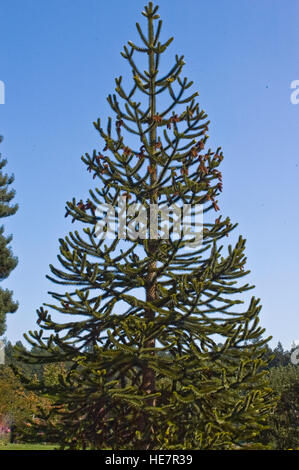 Aracania Auracana, Monkey Puzzle Tree, Evergreen, Nadelbaum Stockfoto