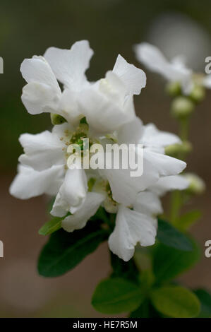 Exochorda Macrantha, die Braut, Stockfoto