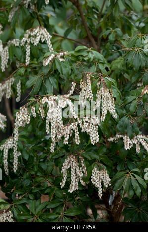 Pieris Japonica Dodds Crystal Cascade Falls Stockfoto