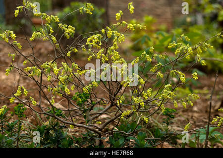 Corylopsis Spicata, Winter Greta, Stockfoto