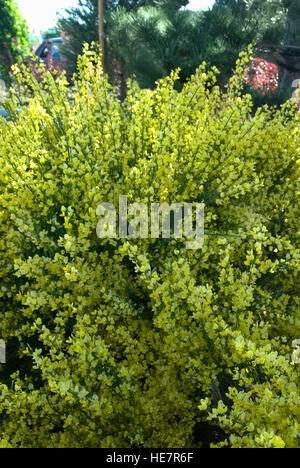 Cytisus Praecox Warminster Besen Stockfoto