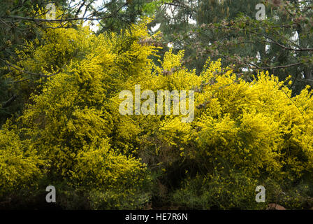 Scotch Broom Cytisus, Ginster (Cytisus Scoparius) Stockfoto