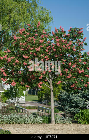 Rote Rosskastanie, Aesculus x carnea Stockfoto