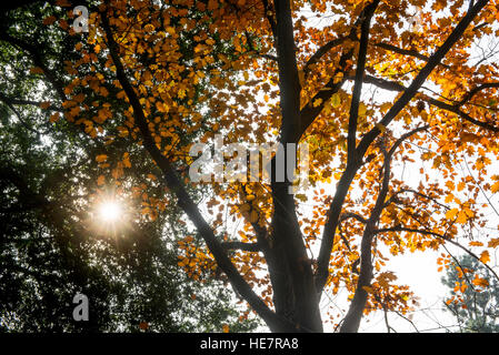 Die wunderschönen Herbstfarben der japanischen Gärten in der Huntington Library. Stockfoto