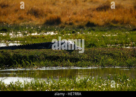 Großes Krokodil Erwärmung in der Sonne an den Ufern des Okavango Deltas, ein herrliches Stück Botswana Afrika Stockfoto