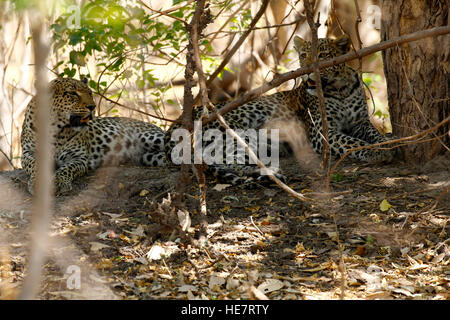 Leopardenmutter & ihr erwachsenen männlichen Sub-junges haben Impala töten in der Nähe in der Struktur, die sie ernähren, während auf einer mobilen Safari zu sehen Stockfoto