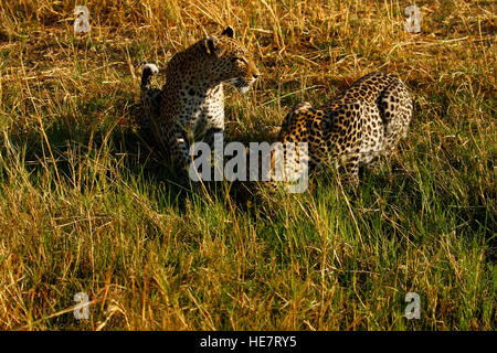 Zwei schöne Leoparden kommen aus dem afrikanischen Busch zu trinken an einem heißen Tag, Mutter mit ihrem jährige männliche Jungtier bleiben in der Nähe Stockfoto