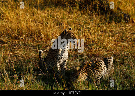 Zwei schöne Leoparden kommen aus dem afrikanischen Busch zu trinken an einem heißen Tag, Mutter mit ihrem jährige männliche Jungtier bleiben in der Nähe Stockfoto