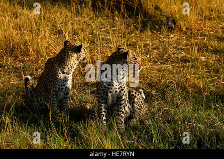 Zwei schöne Leoparden kommen aus dem afrikanischen Busch zu trinken an einem heißen Tag, Mutter mit ihrem jährige männliche Jungtier bleiben in der Nähe Stockfoto