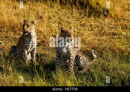 Zwei schöne Leoparden kommen aus dem afrikanischen Busch zu trinken an einem heißen Tag, Mutter mit ihrem jährige männliche Jungtier bleiben in der Nähe Stockfoto