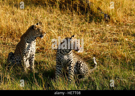 Zwei schöne Leoparden kommen aus dem afrikanischen Busch zu trinken an einem heißen Tag, Mutter mit ihrem jährige männliche Jungtier bleiben in der Nähe Stockfoto