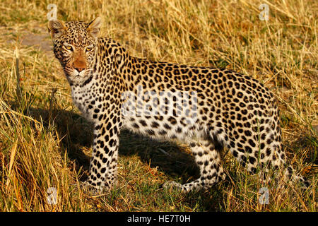 Zwei schöne Leoparden kommen aus dem afrikanischen Busch zu trinken an einem heißen Tag, Mutter mit ihrem jährige männliche Jungtier bleiben in der Nähe Stockfoto