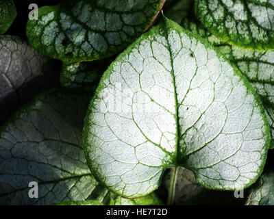 Brunnera Macrophylla 'Looking Glass' silbernen und grünen Blatt, sibirischen Bugloss Stockfoto