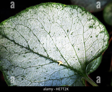 Brunnera Macrophylla 'Looking Glass' silbernen und grünen Blatt, sibirischen Bugloss Stockfoto