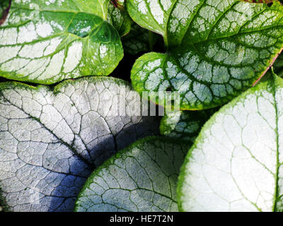 Brunnera Macrophylla 'Looking Glass' silbernen und grünen Blatt, sibirischen Bugloss Stockfoto