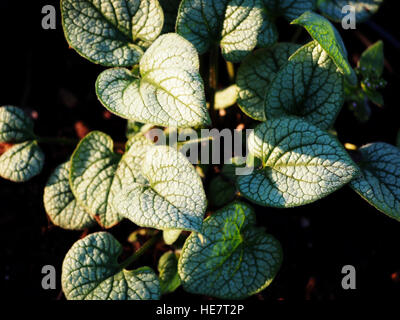 Brunnera Macrophylla 'Looking Glass' silbernen und grünen Blatt, sibirischen Bugloss Stockfoto