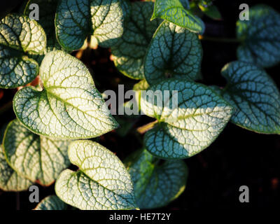 Brunnera Macrophylla 'Looking Glass' silbernen und grünen Blatt, sibirischen Bugloss Stockfoto