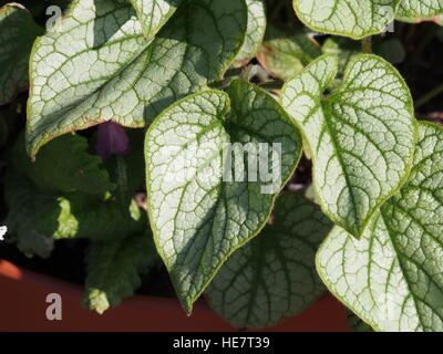 Brunnera Macrophylla 'Looking Glass' silbernen und grünen Blatt, sibirischen Bugloss Stockfoto