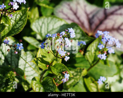 Brunnera Macrophylla 'Jack Frost' - sibirische Bugloss Stockfoto