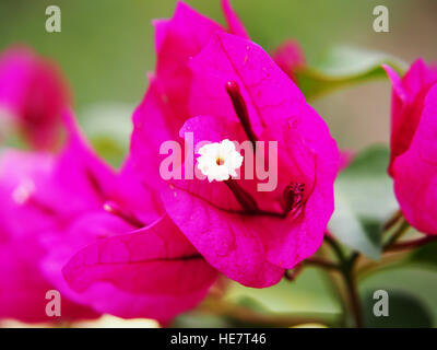 Hell rosa Bougainvillea Blumen closeup Stockfoto