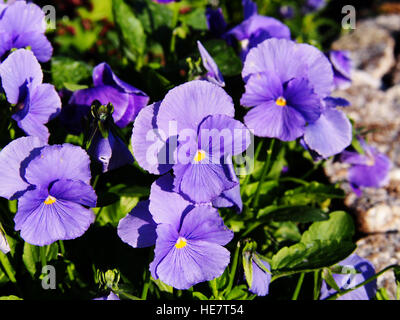 Blue Garden Stiefmütterchen (Viola Wittrockiana Syn Viola Tricolor var. Hortensis) Stockfoto