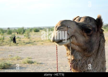 Das Kamel auf den Sam Sanddünen, Rajasthan, Indien Stockfoto