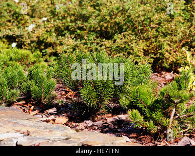 Pinus Mugo var. pumilio Stockfoto