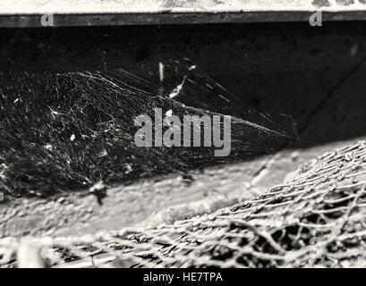 Web und Netzwerk an sonnigen Sommerwetter in schwarz / weiß Stockfoto