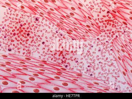 Blutgefäße, Venen und Arterien - Vektor-Illustration Stock Vektor