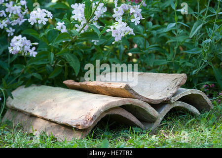 Unterschlupf Englisch