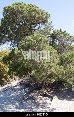 Phönizischer Wacholder, Juniperus Turbinata, Phoenicean Wacholder, Arâr, Ge Rotfrüchtiger Wacholder, Juniperus Phoenicea, Juniperus Phoenicea turbinata Stockfoto