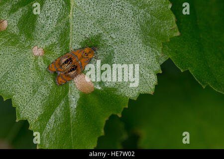 Prachtwickler, Pracht-Wickler, Olethreutes Arcuella, Olethreutes Arcuana, gewölbt, Marmor, Tortrix Motte, Wickler, Tortricidae, Tortrix Motten Stockfoto