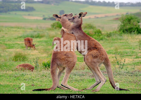 Zwei Kängurus 'Boxing' Miteinander, Victoria, Australien Stockfoto