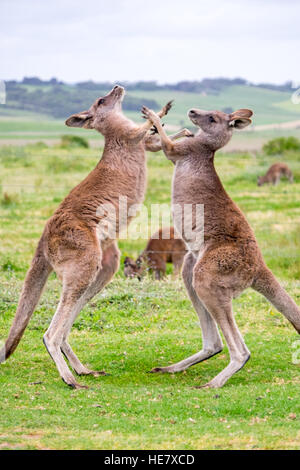 Zwei Kängurus 'Boxing' Miteinander, Victoria, Australien Stockfoto