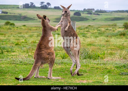 Zwei Kängurus 'Boxing' Miteinander, Victoria, Australien Stockfoto