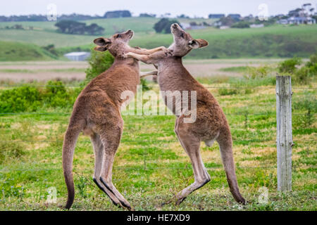 Zwei Kängurus 'Boxing' Miteinander, Victoria, Australien Stockfoto