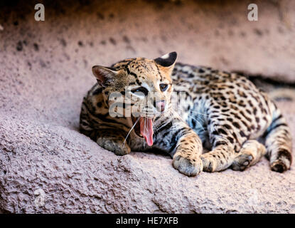 Oceleot namens Arielle an das Arizona-Sonora Desert Museum, posiert auf ihrem Felsen; Gähnen; schöne Katze Stockfoto