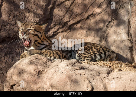 Oceleot namens Arielle an das Arizona-Sonora Desert Museum, posiert auf ihrem Felsen; Gähnen; schöne Katze Stockfoto